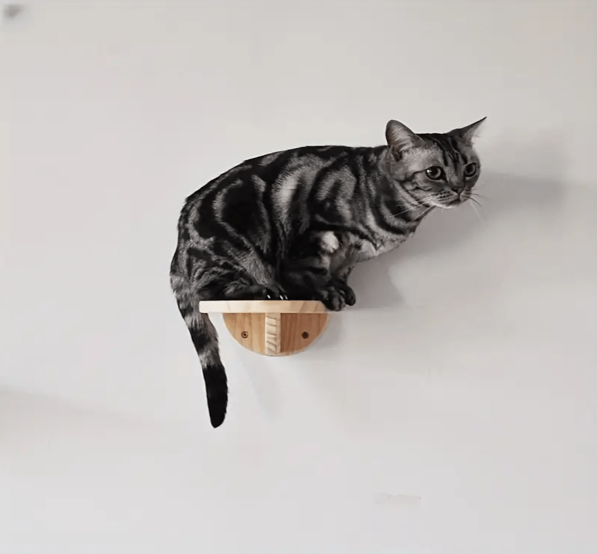 chat assis sur perchoir de l'arbre à chat mural Design Vertical