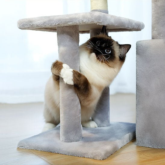 minou joue avec poteau de l'arbre a chat petit Compact