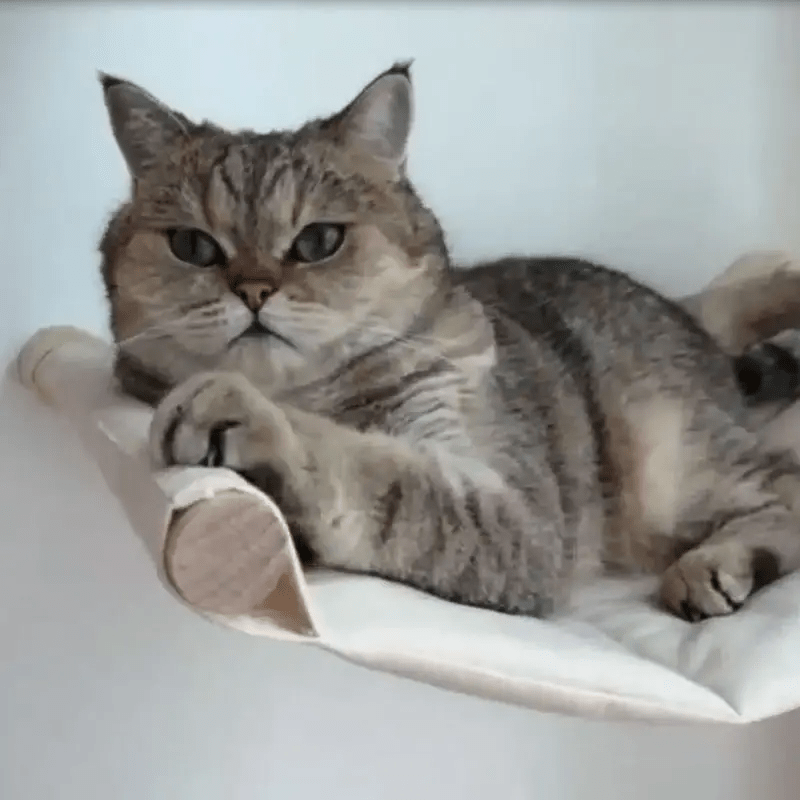 chat couché dessus hamac blanc de l'arbre chat mural Verticalflex
