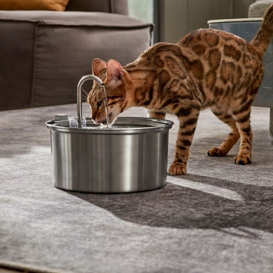 chat bengal boit calmement fontaine à eau chat