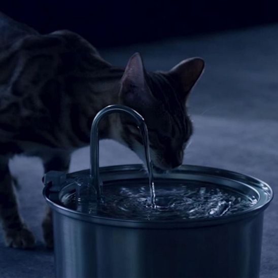 chat bengal boit nuit fontaine à eau chat