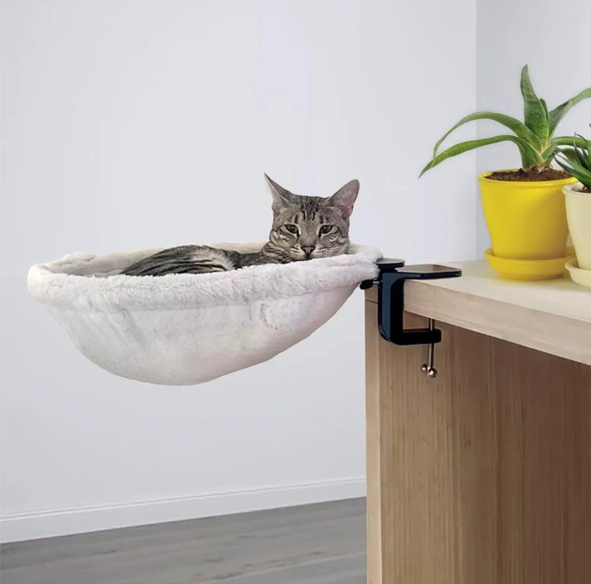 chat coucher lit blanc accrocher bureau