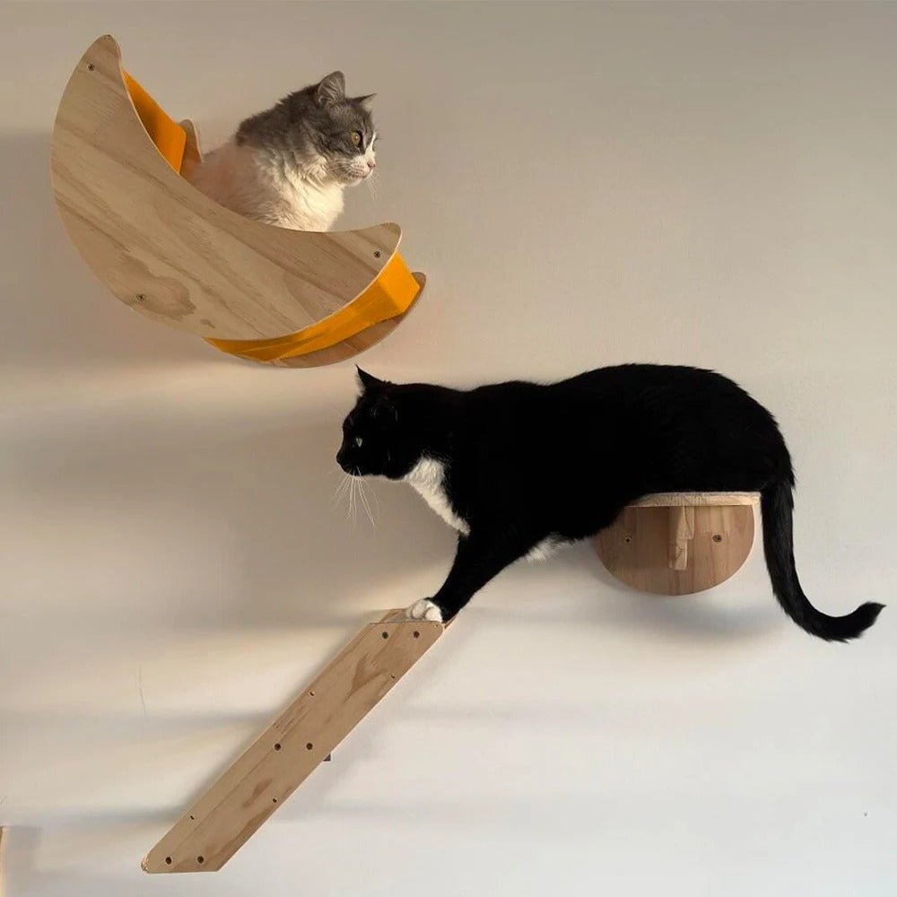 chat descend parcours mural