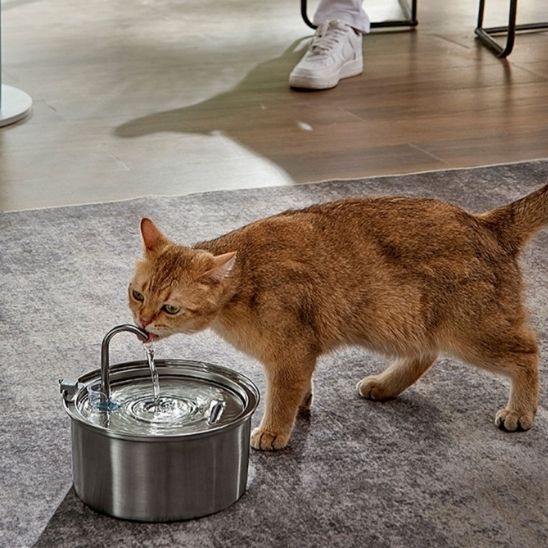chat roux heureux boire eau fraiche