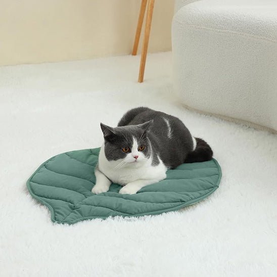 chat relax dessus coussin chat ChatDodo