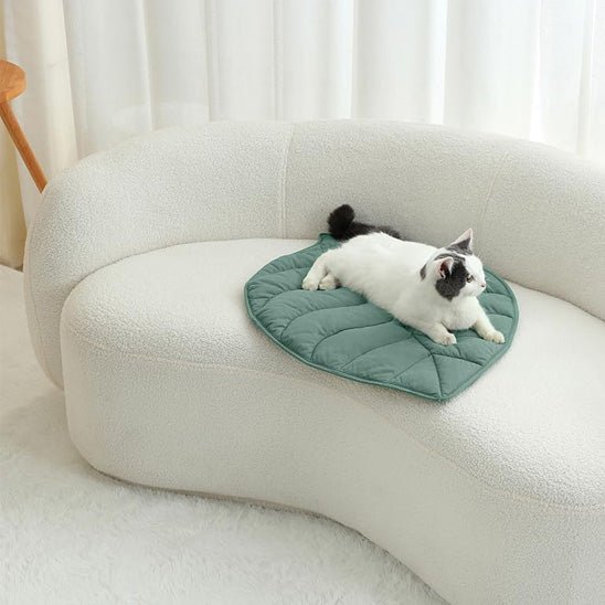 chat dessus coussin chat installé dessus sofa ChatDodo