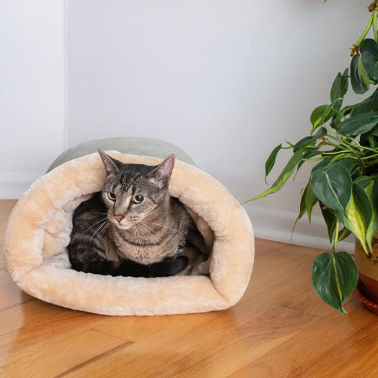 minou entré confortablement dedans coussin pour chat Chalax