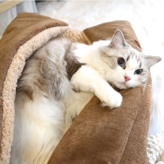 Minou enveloppé dans coussin pour chats transformé panier Chat'Confort Plus