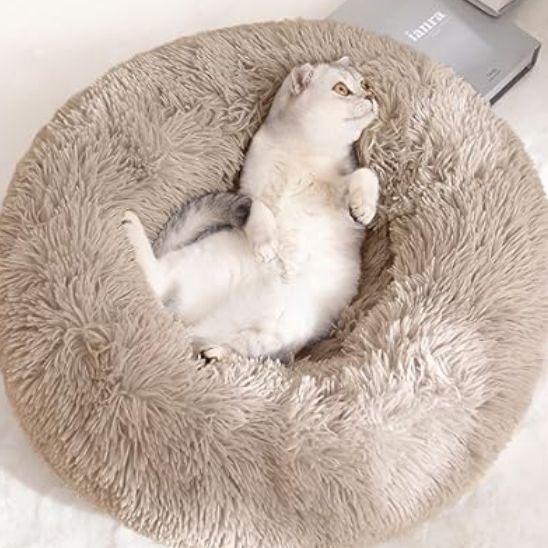 minette couché sur dos dans coussin pour chats Fluffy Cat