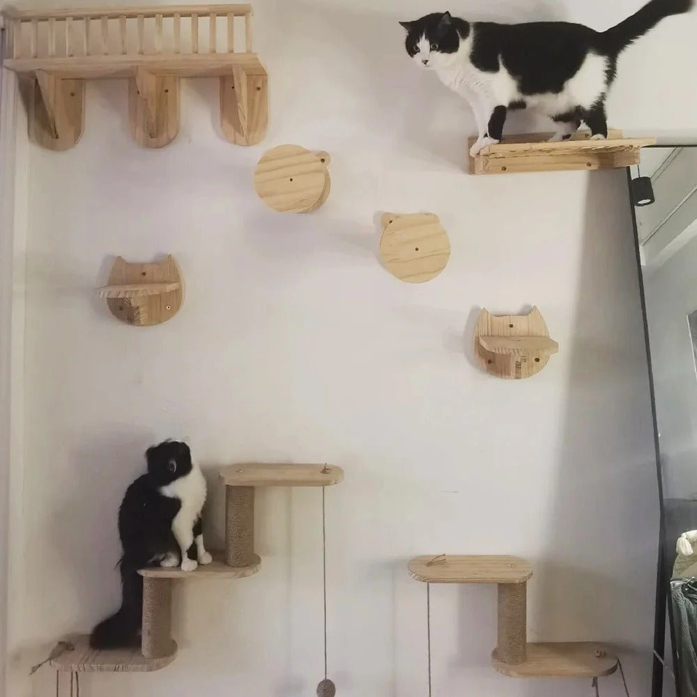 deux chats noir blanc jouent parcours mural
