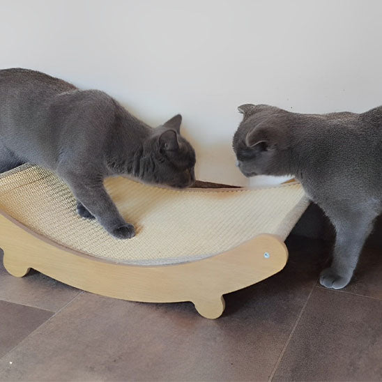 deux chats gris découvrent nouveau griffoir a chat design Élégance