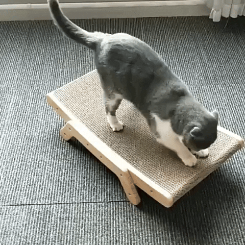 chat utilisant un griffoir chat pour faire ses griffes et jouer
