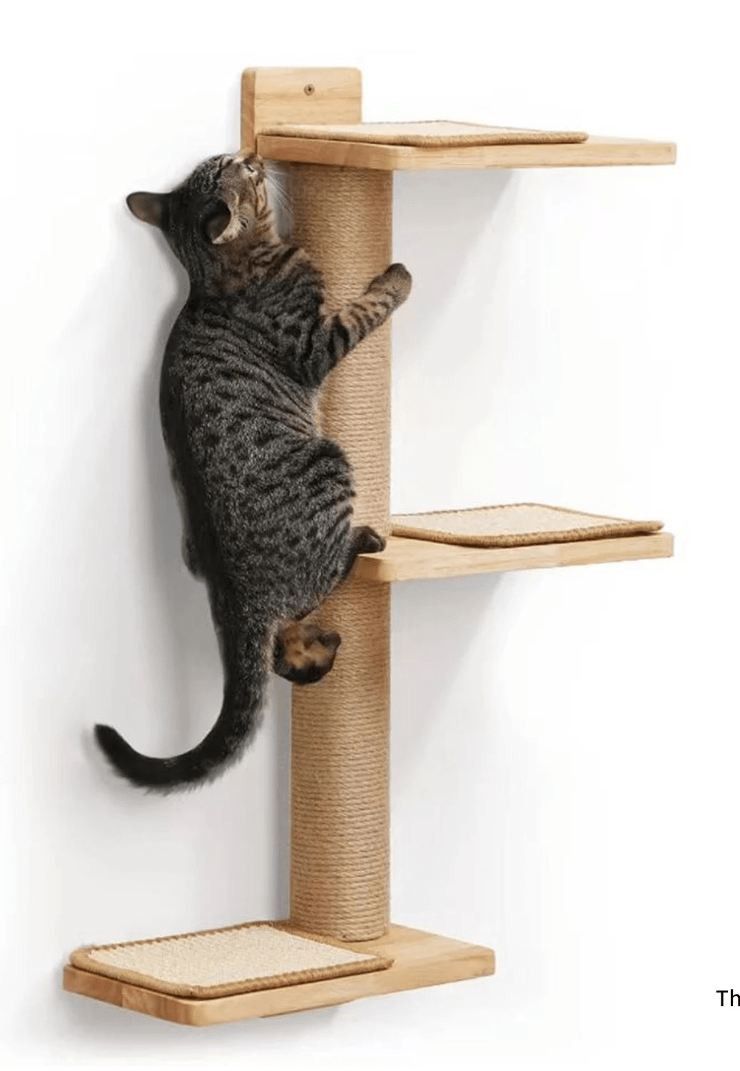 minet s'amuse dessus griffoir mural chat Stratocat