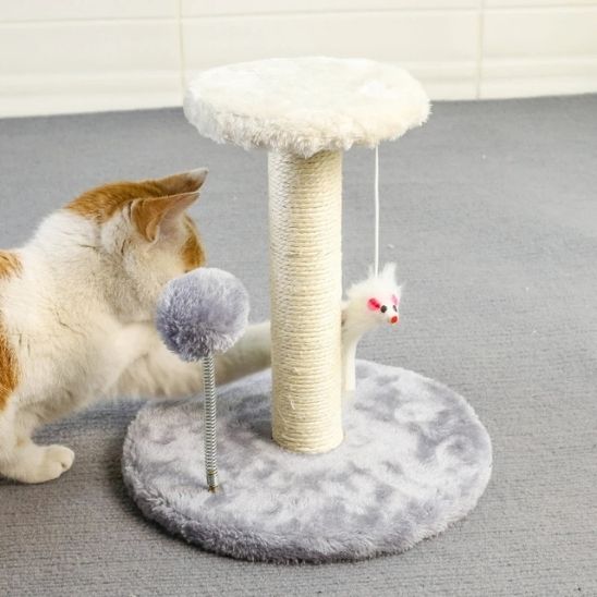 belle minette attiré par griffoir sisal Protection féline