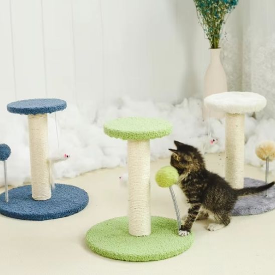 chaton curieux par griffoir sisal Protection féline