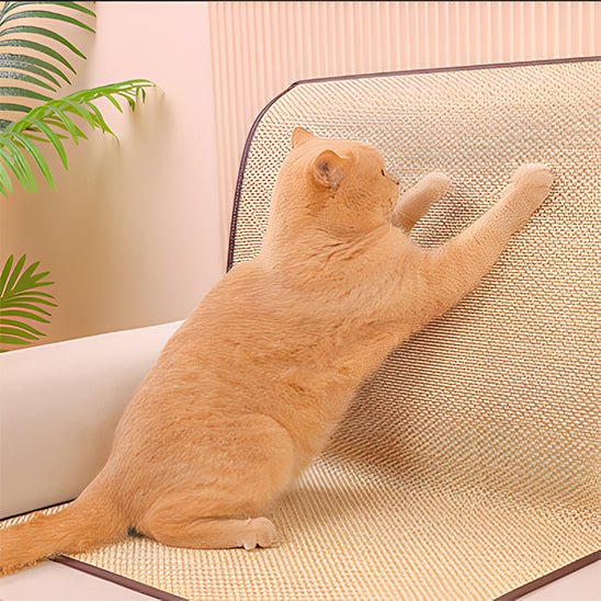 chat griffe griffoire chat sur canapé ChatCroc