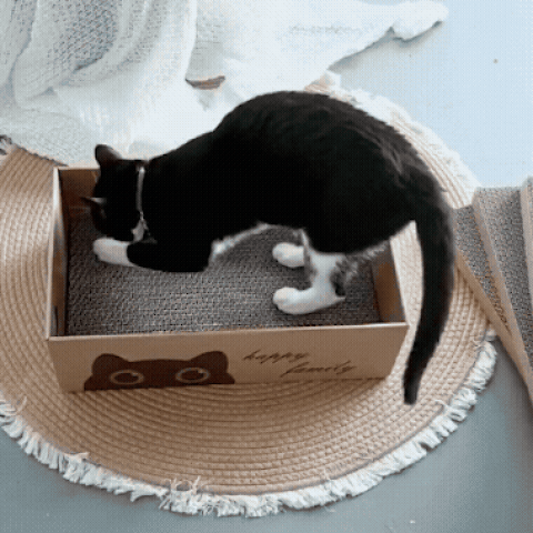 chat en train de griffer une griffoire chat en carton en mouvement