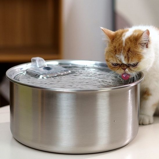 gros chat race boit dedans grosse fontaine à eau chat