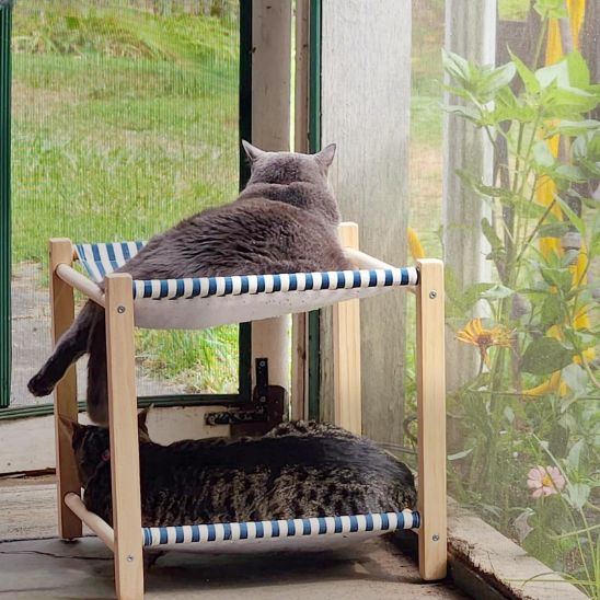 chats couchés sur hamac pour chat regardent dehors ZenMiaou