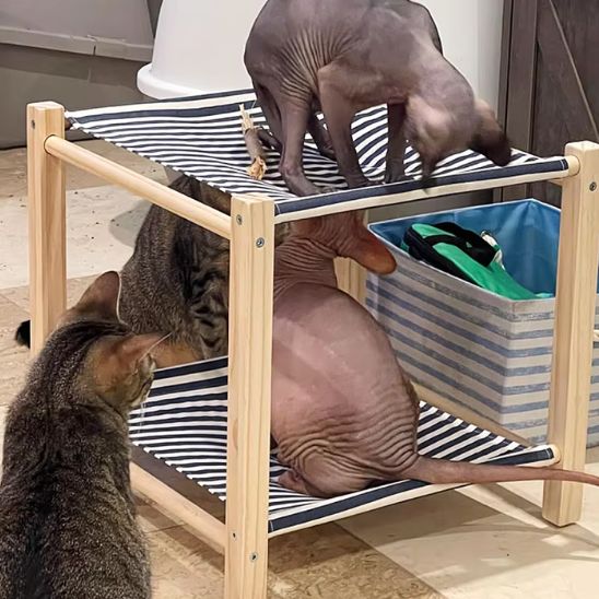 plusieurs chats explorent hamac pour chat ZenMiaou