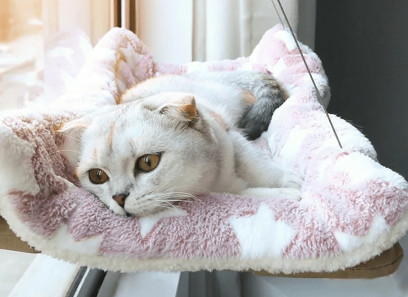 chat blanc mignon couché dessus hamac fenêtre