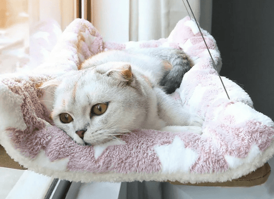 chat blanc mignon couché dessus hamac fenêtre