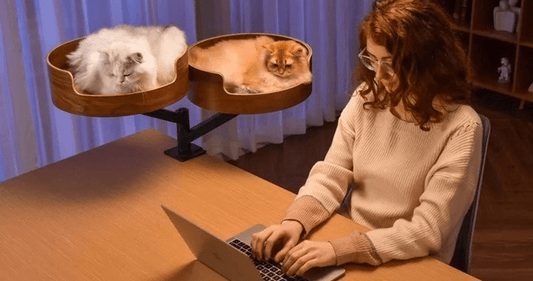 Hamac pour chat : différents types présentés et guide complet - Passion Murale