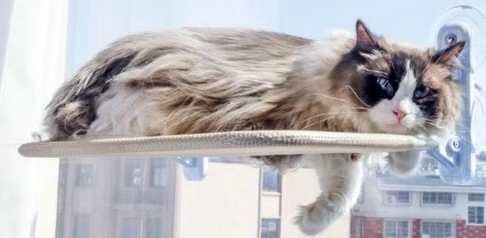 Hamac pour chat : top 5 à avoir chez soi - Passion Murale