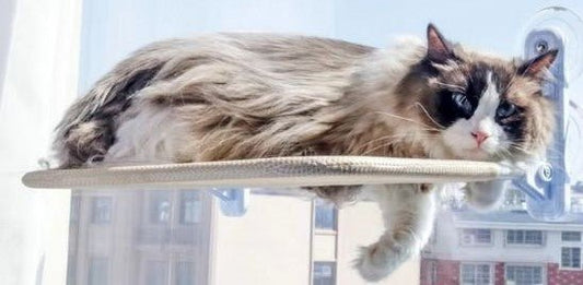 Hamac pour chat : top 5 à avoir chez soi - Passion Murale