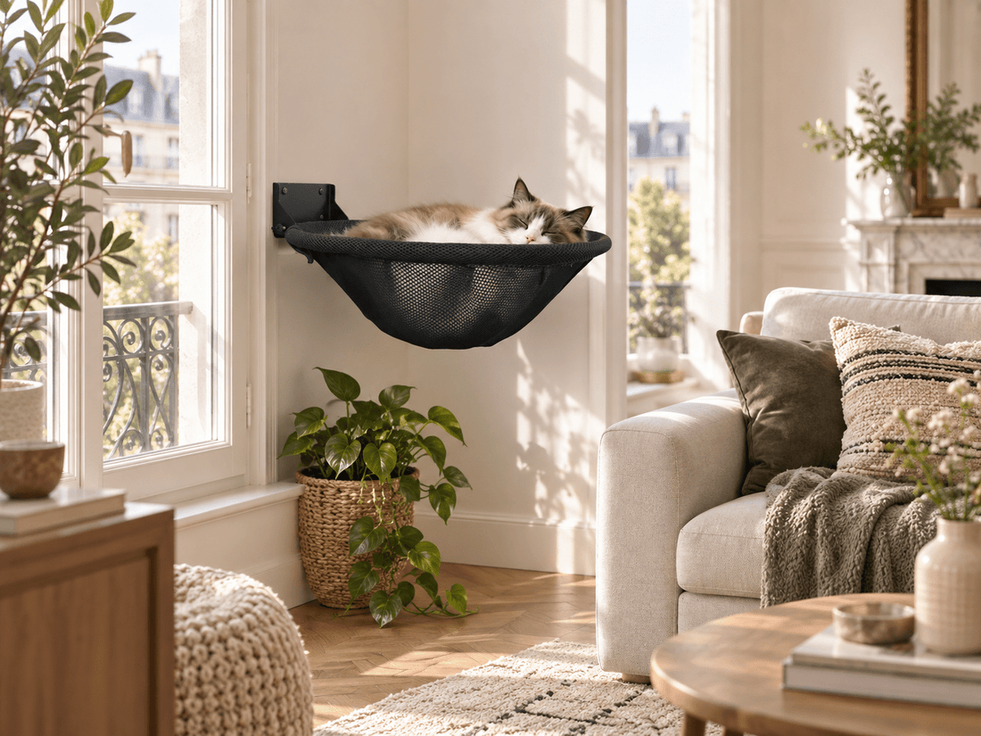 Chat allongé dans une corbeille noire fixée au mur près d’une fenêtre dans un séjour lumineux