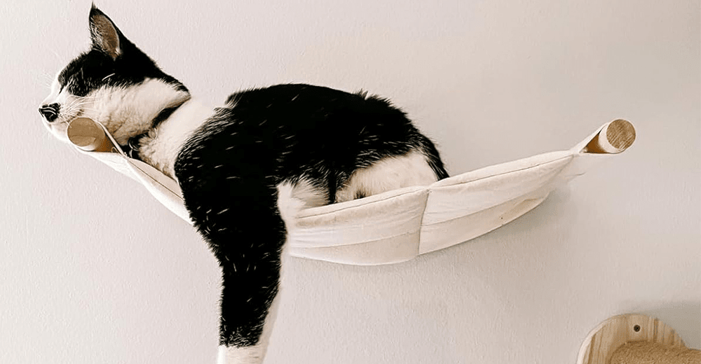 Chat confortablement installé dans un hamac mural pour chat design