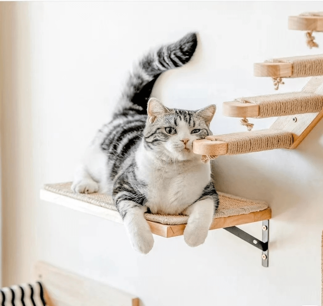 chat repose dessus arbre à chat en bois TopFélin