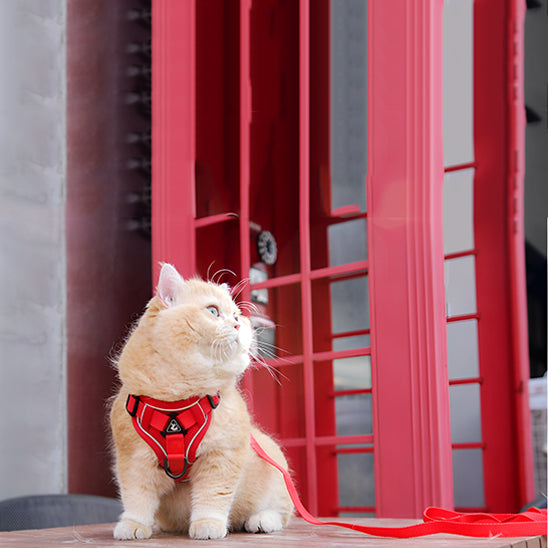 beau gros chat beige porte harnais rouge rubis