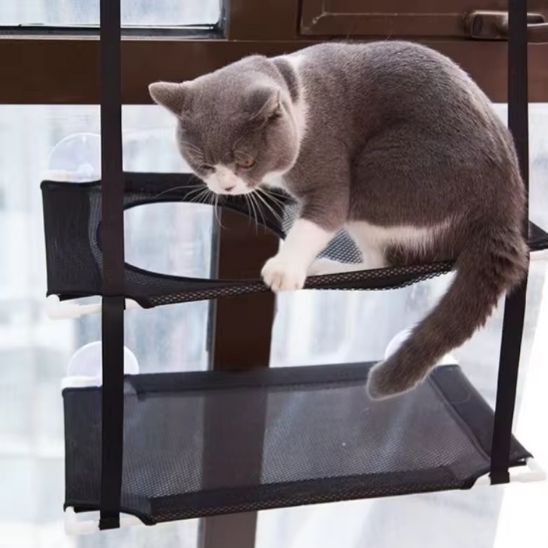 chat assis hamac double ventouses installer fenetre