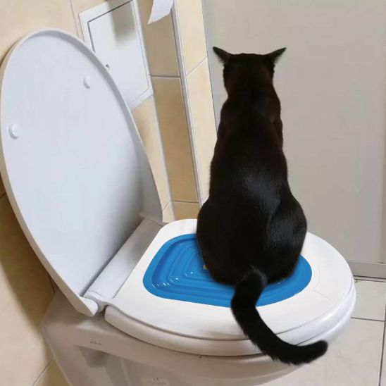 chat assis toilette fait pipi avec cleancat