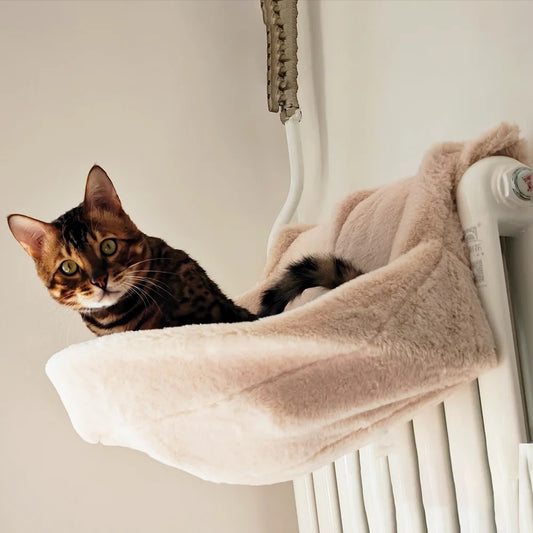 chat curieux assis lit radiateur regarde caméra