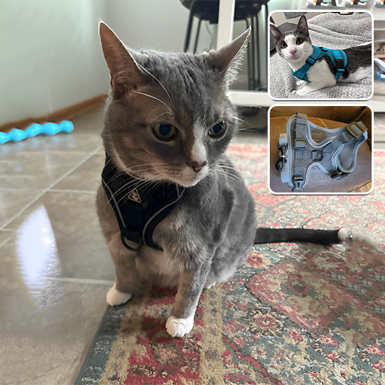 chat gris assis planche porte harnais brun