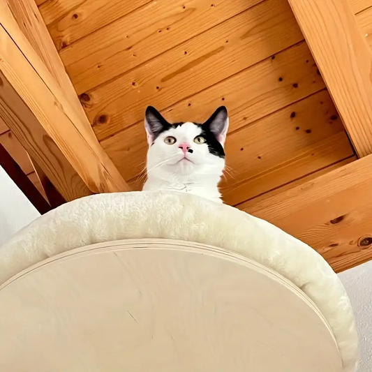 chat noir blanc assis lit mural beige