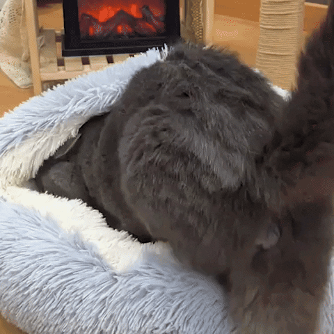 🐾 Coussin Pour Chat - Le Panier Douillet Idéal pour Votre Félin