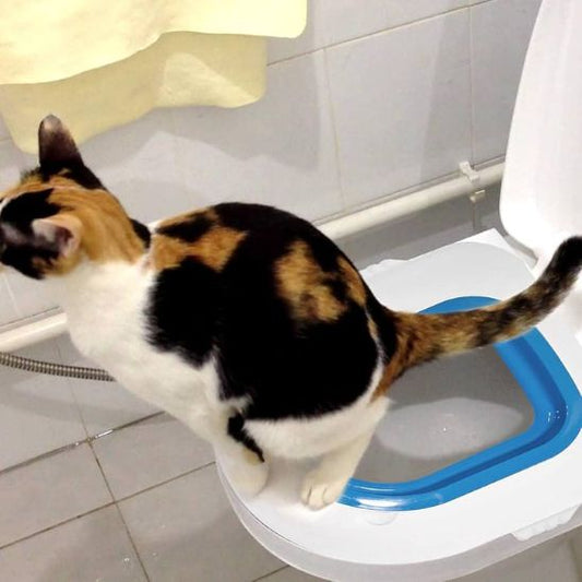 chatte Espagne fait besoins toilette grâce cleancat