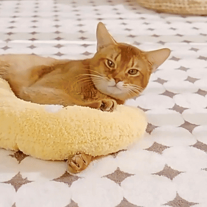 coussin pour chat utilisation réelle confort et relaxation