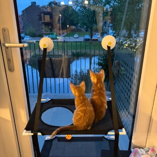 deux chatons mignons assis hamac double regarde dehors fenetre