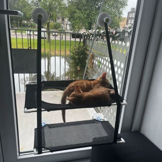 deux chats coucher hamac double intaller fenetre
