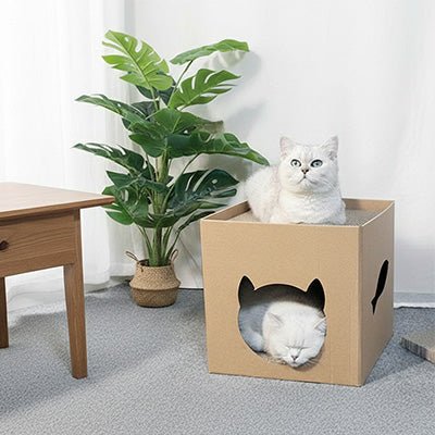 griffoir carton chat cube design avec chat confortable à linterieur