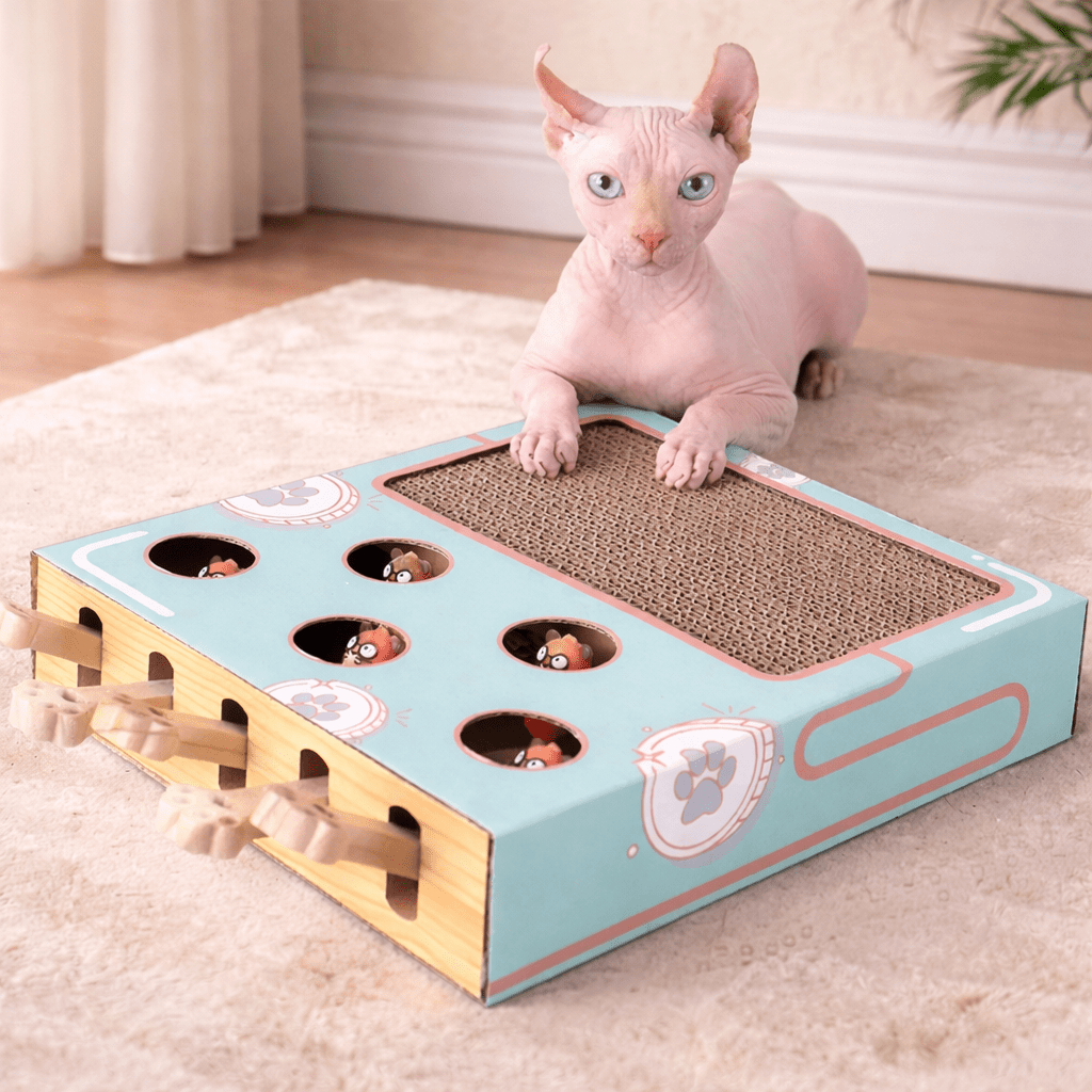 griffoir chat carton design avec chat sphynx qui utilise le griffoir