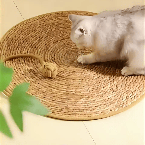 griffoir chat tapis intéractif en action
