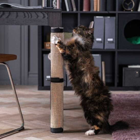 belle chatte d'espable fait griffes sur griffoir design DesignPratique