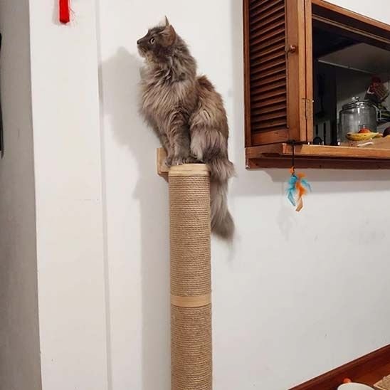 chat assis dessus griffoir mural Chat GriffoMur