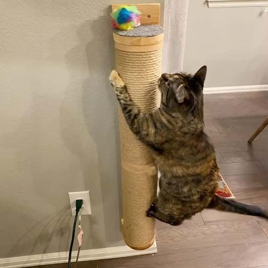 chat grimpe dessus griffoir mural Chat GriffoMur