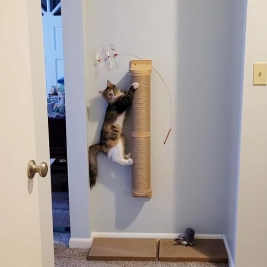 chat joue dessus griffoir mural Chat GriffoMur